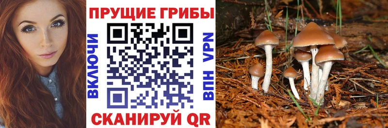 закладка  даркнет клад  Псилоцибиновые грибы Magic Shrooms  Александровск-Сахалинский 